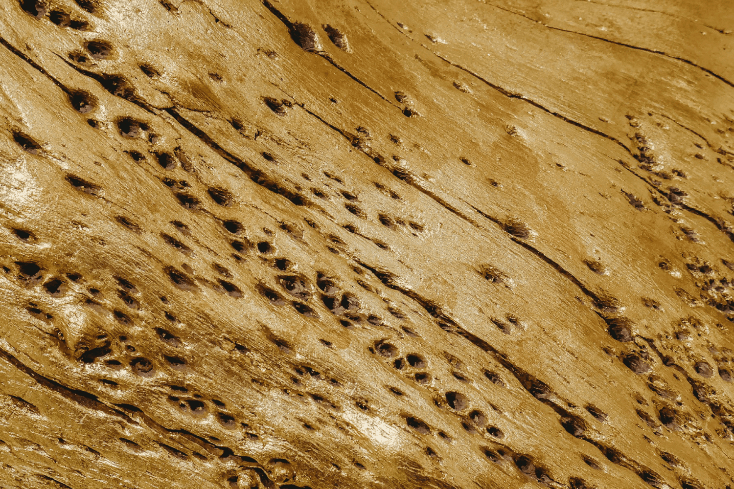 Cómo prevenir la aparición de termitas en tu hogar